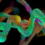 Proteomic signatures improve risk prediction for common and rare diseases