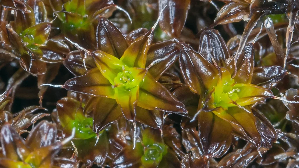 Syntrichia caninervis