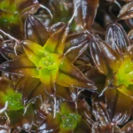 Syntrichia caninervis