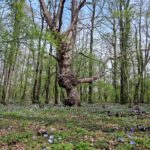 Silvicultural regime shapes understory functional structure in European forests