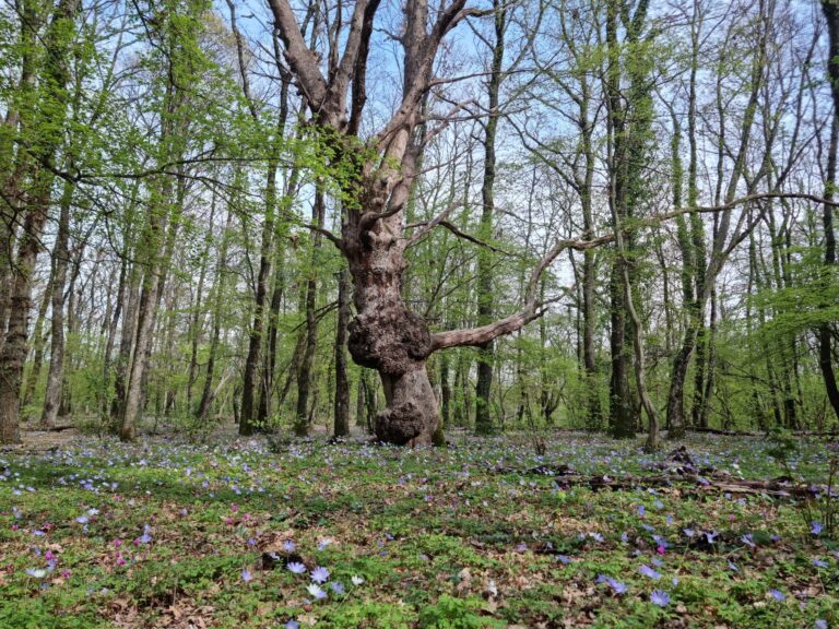 Silvicultural regime shapes understory functional structure in European forests