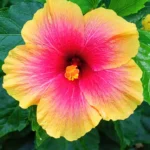 Hibiscus bullseyes reveal mechanisms controlling petal pattern proportions that influence plant-pollinator interactions