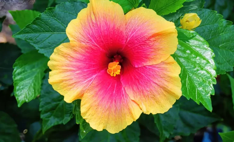 Hibiscus bullseyes reveal mechanisms controlling petal pattern proportions that influence plant-pollinator interactions