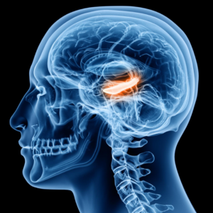 Involvement of a lateral entorhinal cortex engram in episodic-like memory recall